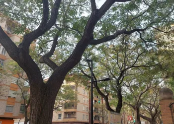 El Ajuntament de Valencia tiene prevista la tala de 7.000 melias y acacias y su sustitución por otras especies
