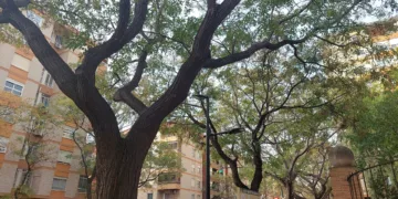 El Ajuntament de Valencia tiene prevista la tala de 7.000 melias y acacias y su sustitución por otras especies