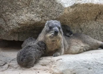 Nueva camada en BIOPARC Valencia del poco conocido mamífero del que proviene el nombre de España   