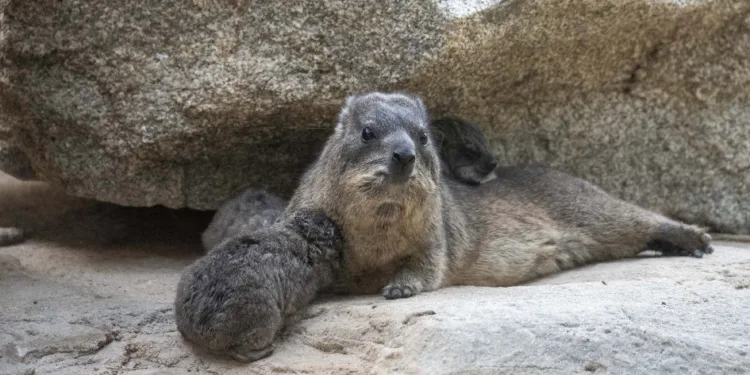 Nueva camada en BIOPARC Valencia del poco conocido mamífero del que proviene el nombre de España   1 Nueva camada en BIOPARC Valencia del poco conocido mamífero del que proviene el nombre de España