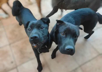 Temporal en Valencia causa estragos en refugios de animales; Defensa Animal solicita ayuda urgente