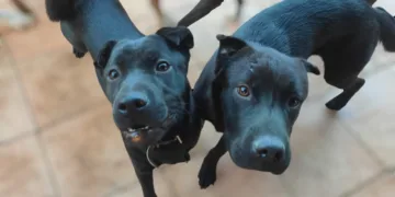 Temporal en Valencia causa estragos en refugios de animales; Defensa Animal solicita ayuda urgente