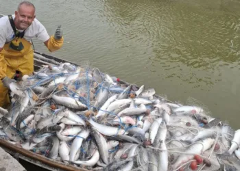 ¡Cuando los peces deciden volar! El pescador que casi se saca un ojo con una llisa en la Albufera