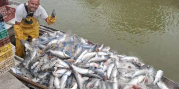 ¡Cuando los peces deciden volar! El pescador que casi se saca un ojo con una llisa en la Albufera