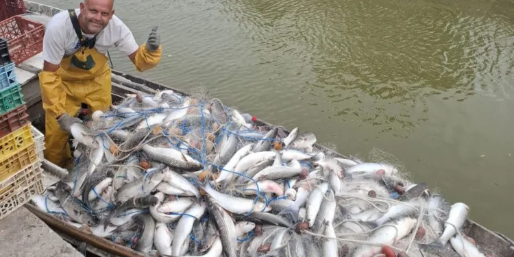 ¡Cuando los peces deciden volar! El pescador que casi se saca un ojo con una llisa en la Albufera 1 ¡Cuando los peces deciden volar! El pescador que casi se saca un ojo con una llisa en la Albufera