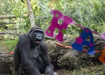 BIOPARC celebra el 12º cumpleaños de Ebo, el primer gorila “valenciano”