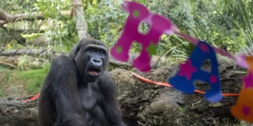 BIOPARC celebra el 12º cumpleaños de Ebo, el primer gorila “valenciano”