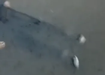 Vídeo: La DANA deja víctimas mortales en la Comunidad Valenciana