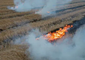 La quema de la paja del arroz en la Albufera inicia con menos burocracia: solo se requiere notificar, sin necesidad de permisos