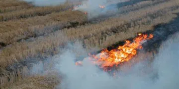 La quema de la paja del arroz en la Albufera inicia con menos burocracia: solo se requiere notificar, sin necesidad de permisos