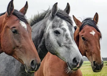 Abandono masivo de caballos en Alzira 