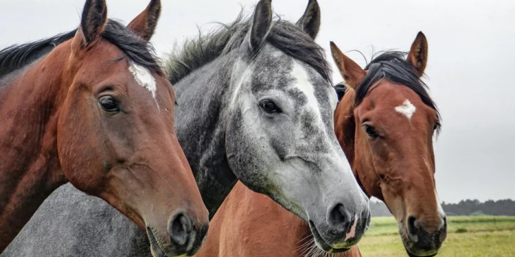 Abandono masivo de caballos en Alzira 