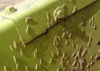 Merma de un 25% de la producción de arroz de algunos campos por el "cucat" del arroz