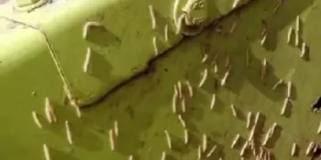 Merma de un 25% de la producción de arroz de algunos campos por el "cucat" del arroz