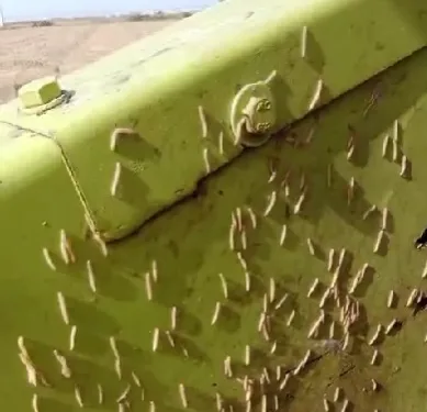 Merma de un 25% de la producción de arroz de algunos campos por el "cucat" del arroz