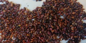 Innovación verde: UPV y AIMPLAS transforman residuos del vino en envases sostenibles