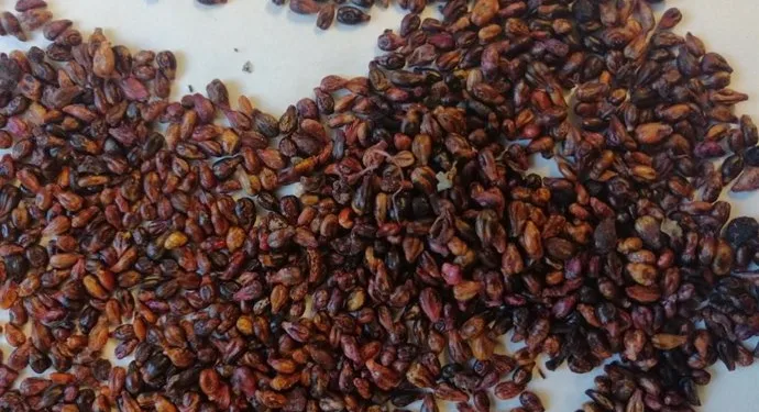 Innovación verde: UPV y AIMPLAS transforman residuos del vino en envases sostenibles 1 Innovación verde: UPV y AIMPLAS transforman residuos del vino en envases sostenibles