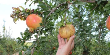 La Unió Llauradora denuncia que el trips sudafricano provoca daños ya en la mitad de la cosecha de granada y unas pérdidas superiores a los 15 millones de euros