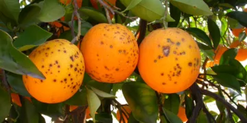 Intercitrus pide una reunión a Economía para abordar el panel en la OMC contra una Sudáfrica que acumula 26 rechazos de mancha negra