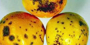 Piden el cierre de Fronteras a Cítricos Sudafricanos por Problemas Logísticos, Riesgo de Plagas y enfermedades 