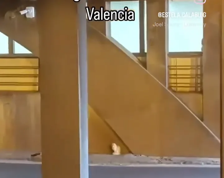 Vídeo: túnel cerrado en Valencia: Gato exige rescate digno de estrella de Hollywood 1 Vídeo: túnel cerrado en Valencia: Gato exige rescate digno de estrella de Hollywood