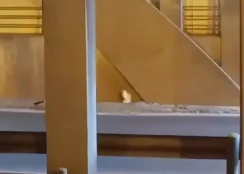 Vídeo: túnel cerrado en Valencia: Gato exige rescate digno de estrella de Hollywood