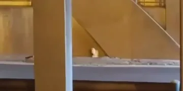 Vídeo: túnel cerrado en Valencia: Gato exige rescate digno de estrella de Hollywood