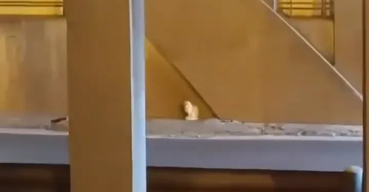 Vídeo: túnel cerrado en Valencia: Gato exige rescate digno de estrella de Hollywood 1 Vídeo: túnel cerrado en Valencia: Gato exige rescate digno de estrella de Hollywood