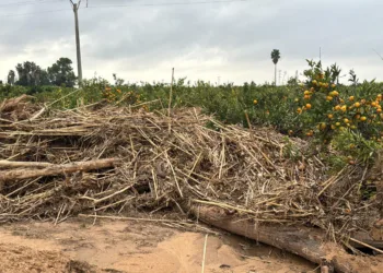 El conseller de Agricultura M. Barrachina acusa a la CHJ de aumentar el riesgo a la población con su impedimento en limpiar cauces