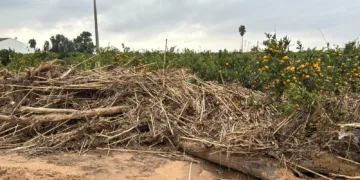 El conseller de Agricultura M. Barrachina acusa a la CHJ de aumentar el riesgo a la población con su impedimento en limpiar cauces