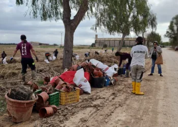 Acció Ecologista-Agró lidera la limpieza de residuos en el Parque Natural de la Albufera tras la DANA