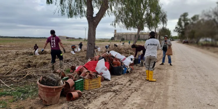 Acció Ecologista-Agró lidera la limpieza de residuos en el Parque Natural de la Albufera tras la DANA 1 Acció Ecologista-Agró lidera la limpieza de residuos en el Parque Natural de la Albufera tras la DANA