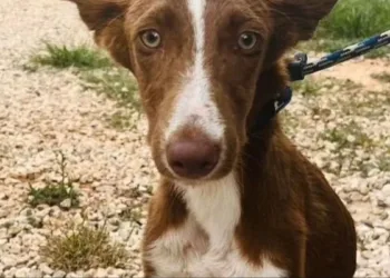 La Generalitat Valenciana establece nuevos puntos de atención urgente para la asistencia a animales afectados por las inundaciones