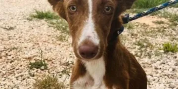 La Generalitat Valenciana establece nuevos puntos de atención urgente para la asistencia a animales afectados por las inundaciones