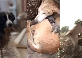 Los animales en la DANA de Valencia: ¿Héroes en la adversidad o las principales víctimas?