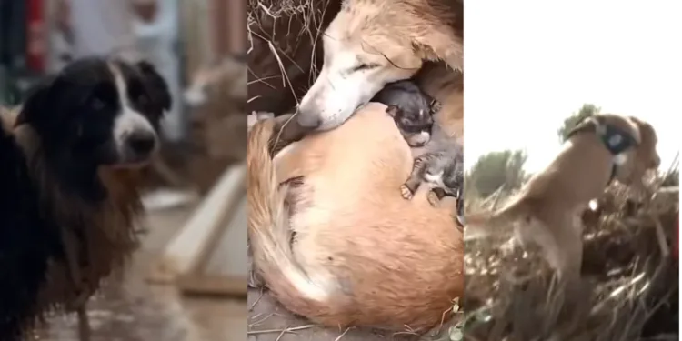 Los animales en la DANA de Valencia: ¿Héroes en la adversidad o las principales víctimas? 1 Los animales en la DANA de Valencia: ¿Héroes en la adversidad o las principales víctimas?