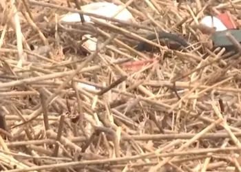 La naturaleza desbordada: las cañas, el río y el precio de la inacción