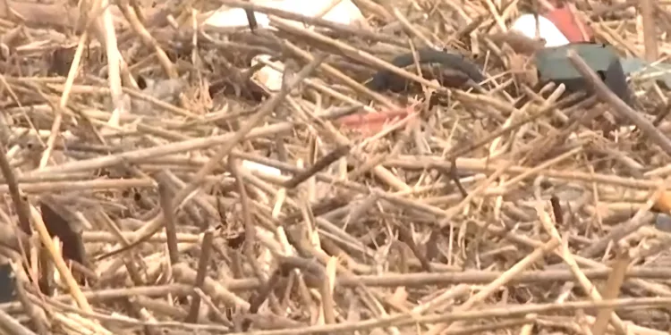 La naturaleza desbordada: las cañas, el río y el precio de la inacción 1 La naturaleza desbordada: las cañas, el río y el precio de la inacción