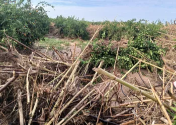 El ecologismo radical mata