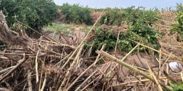 El ecologismo radical mata