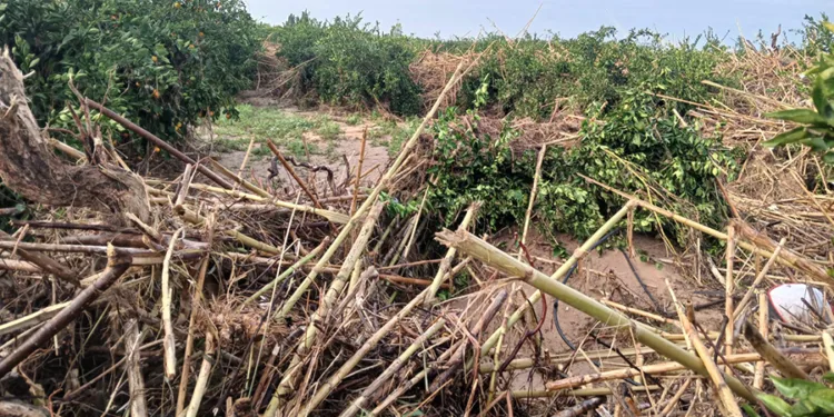 El ecologismo radical mata