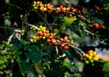 El precio del café arábica alcanza su nivel más alto en casi medio siglo debido a la sequía en Brasil