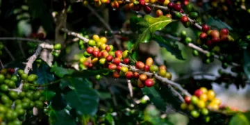 El precio del café arábica alcanza su nivel más alto en casi medio siglo debido a la sequía en Brasil