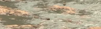 Y ahora olor insoportable en Paiporta por aguas fecales en el barranco del Poyo