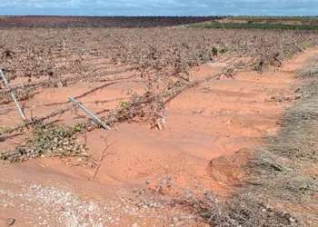 AVA ASAJA cuantifica en 1.089 millones los daños de la DANA al sector agrario valenciano