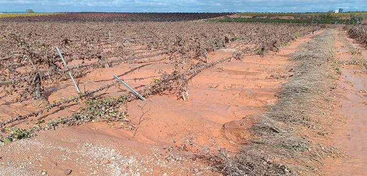 AVA ASAJA cuantifica en 1.089 millones los daños de la DANA al sector agrario valenciano