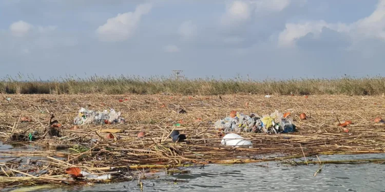 El lago de l'Albufera necesitará al menos 10 millones para su recuperación 1 El lago de l'Albufera necesitará al menos 10 millones para su recuperación