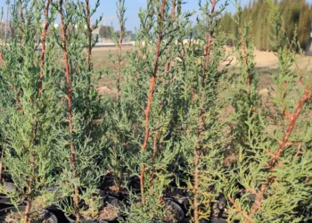 Manises pone en marcha la iniciativa “Un árbol, un niño/a”