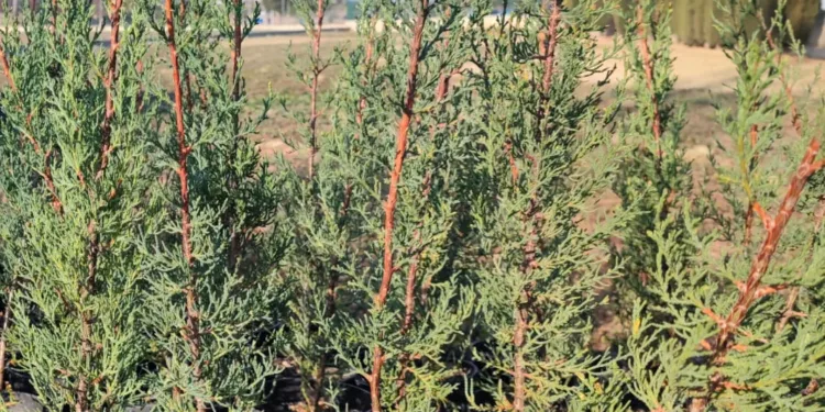 Manises pone en marcha la iniciativa “Un árbol, un niño/a” 1 Manises pone en marcha la iniciativa “Un árbol, un niño/a”