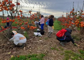 Residuos y abandono: la lucha por salvar l’Albufera tras la DANA